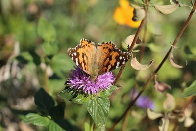 Close-up of butterfly on purple flower