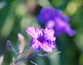 Close-up of purple flowering plant