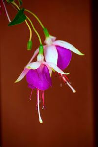 Close-up of fuchsias blooming against brown wall