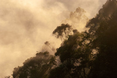 Low angle view of silhouette trees against sky