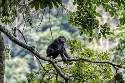 Monkey sitting in a forest