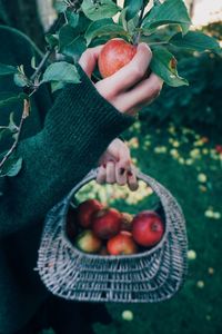 Midsection of person holding apple