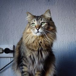 Portrait of cat