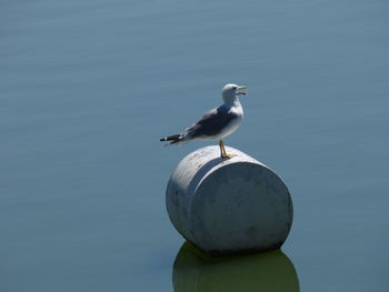 Seagull perching on water