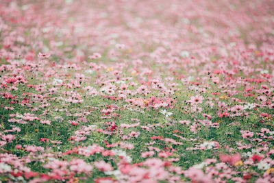 Close-up of pink flowering plants on field