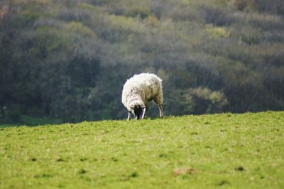 Sheep grazing in a field