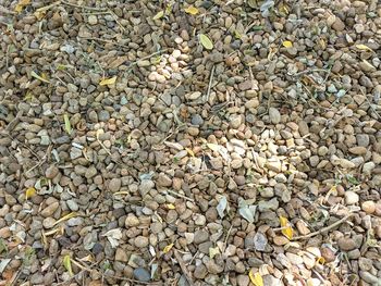 Full frame shot of pebbles on beach