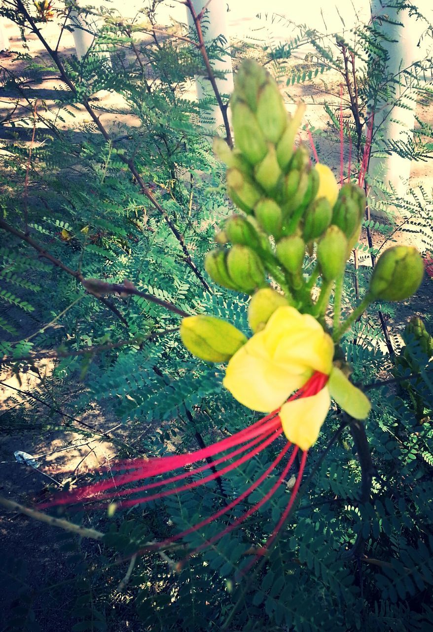 flower, growth, petal, freshness, leaf, fragility, flower head, beauty in nature, yellow, plant, nature, water, blooming, high angle view, single flower, in bloom, sunlight, day, no people, stem