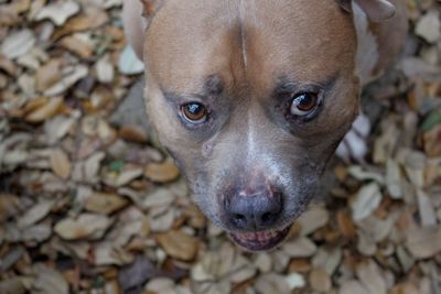 Close-up portrait of dog