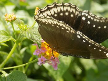 Close-up of butterfly on flower