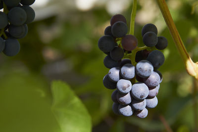 Close-up of grapes growing in vineyard