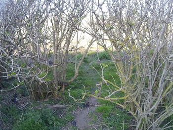 Bare trees in forest