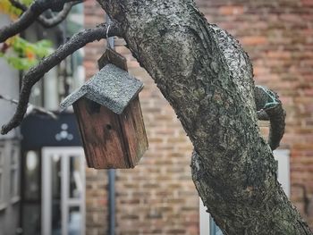 Close-up of birdhouse hanging from tree trunk