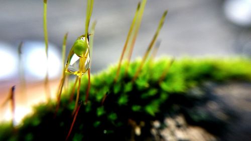 Close-up of fresh green plant