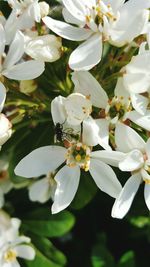 Close-up of white apple blossoms in spring