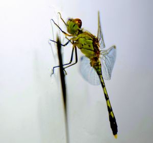 Close-up of insect on plant