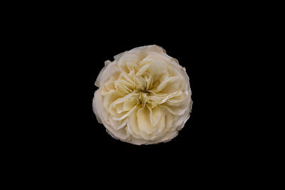 Close-up of white rose against black background