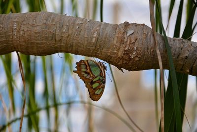 Close-up of butterfly on tree branch