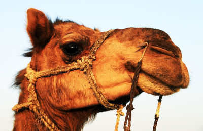 Close-up of camel against clear sky