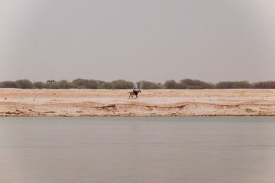 Man riding horse on shore against clear sky