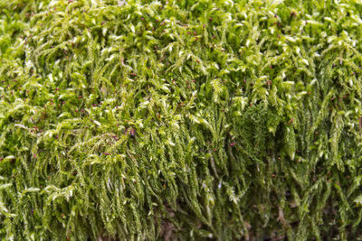 Full frame shot of fresh green plants