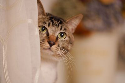 Close-up portrait of a cat