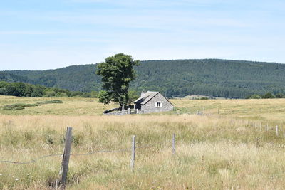 Scenic view of agricultural field against sky