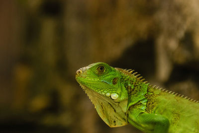 Green camaleon