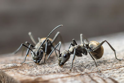 Close-up of ant on leaf