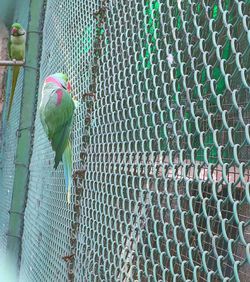 Close-up of lizard in cage