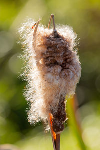 Close-up of insect on flower