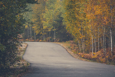 Empty country road along trees in forest