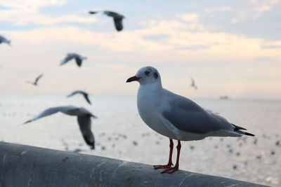 Seagull perching on a sea