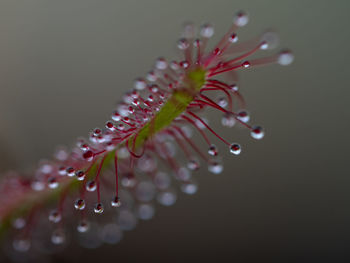 Close-up of raindrops on pink flower