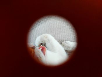 Close-up of a bird