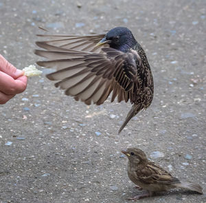 Cropped hand feeding starling on footpath