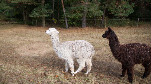 Sheep standing in a farm