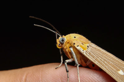 Close-up of insect against black background