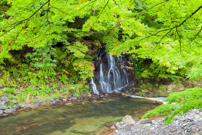 Stream flowing through rocks in forest