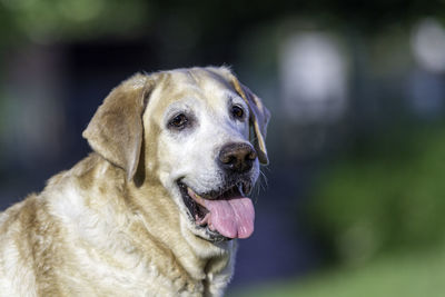 Close-up portrait of a dog