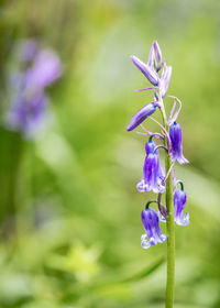 Close-up of purple flower