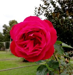 flowering plant