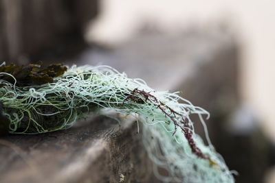 Close-up of seaweed with fishing net on wood