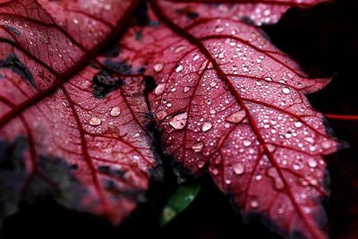 Close-up of maple leaves on wet leaf