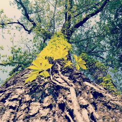 Close-up of yellow tree trunk