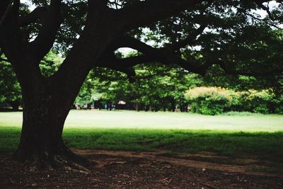 Trees in park