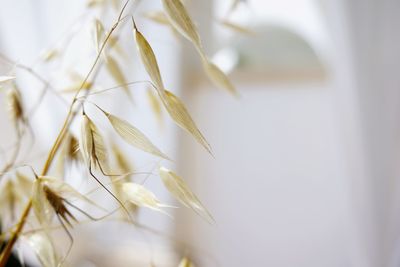 Close-up of wheat plant