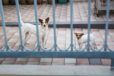 Portrait of dog standing against fence