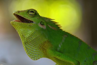 Close-up of lizard