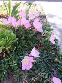 Close-up of pink flowers